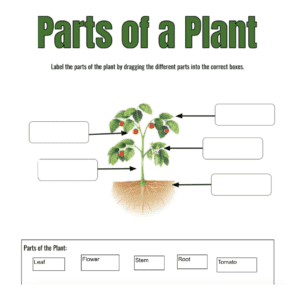 parts of a plant worksheet example