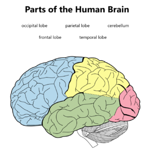 Free TeacherMade Worksheet Parts of the Human Brain
